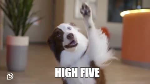 High five dog