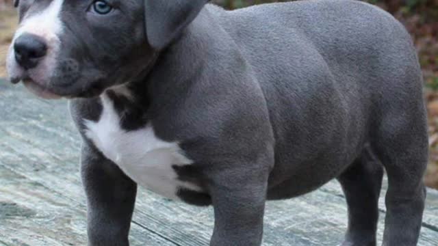 Cute Puppy 😍 . Cute American bully puppy #shots #shorts #shortvideo #shotvideo