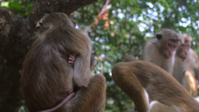 Mother and Baby Monkey A shot of a baby monkey holding onto its Mother.