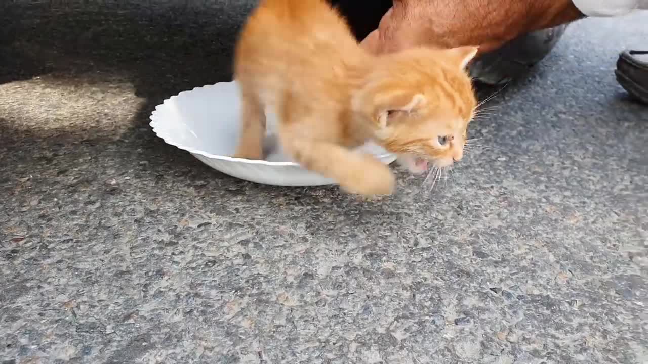 Funny Cats and Kittens Meowing Compilation