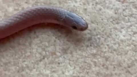 Texas blind snake.