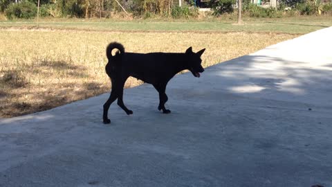 the cute black dog is easy