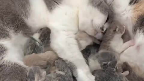 Happy family of cats