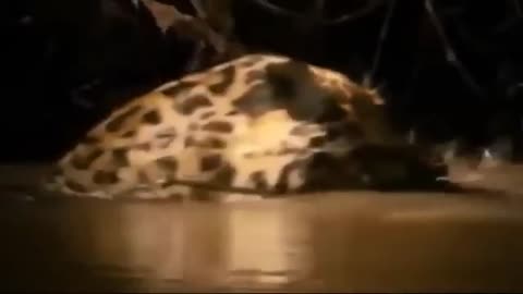 Leopard Attacks and Eats Crocodile #Animals Attack