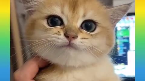 So cute cat best fanny beautiful video.