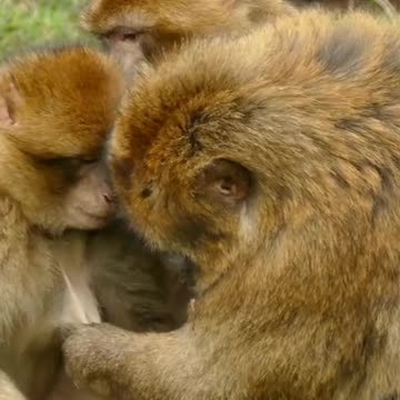 Monkey Funny video|National Geographic