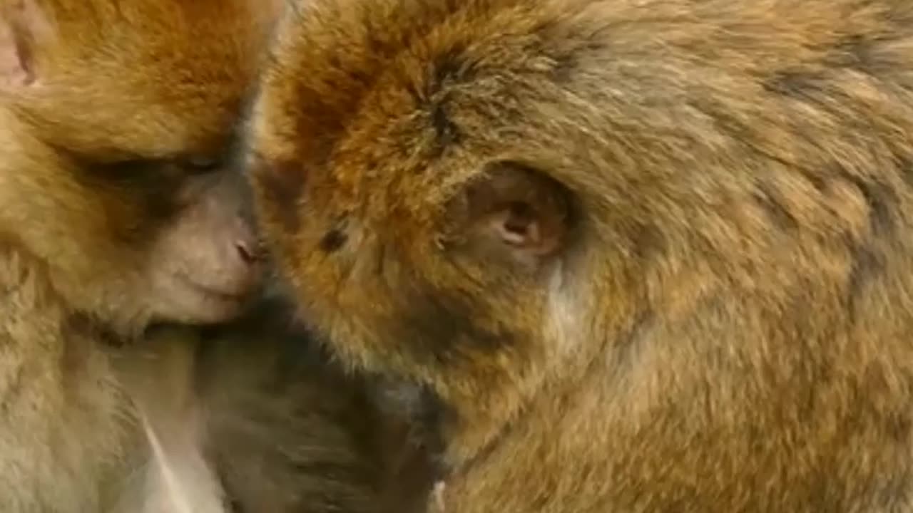 Monkey Funny video|National Geographic