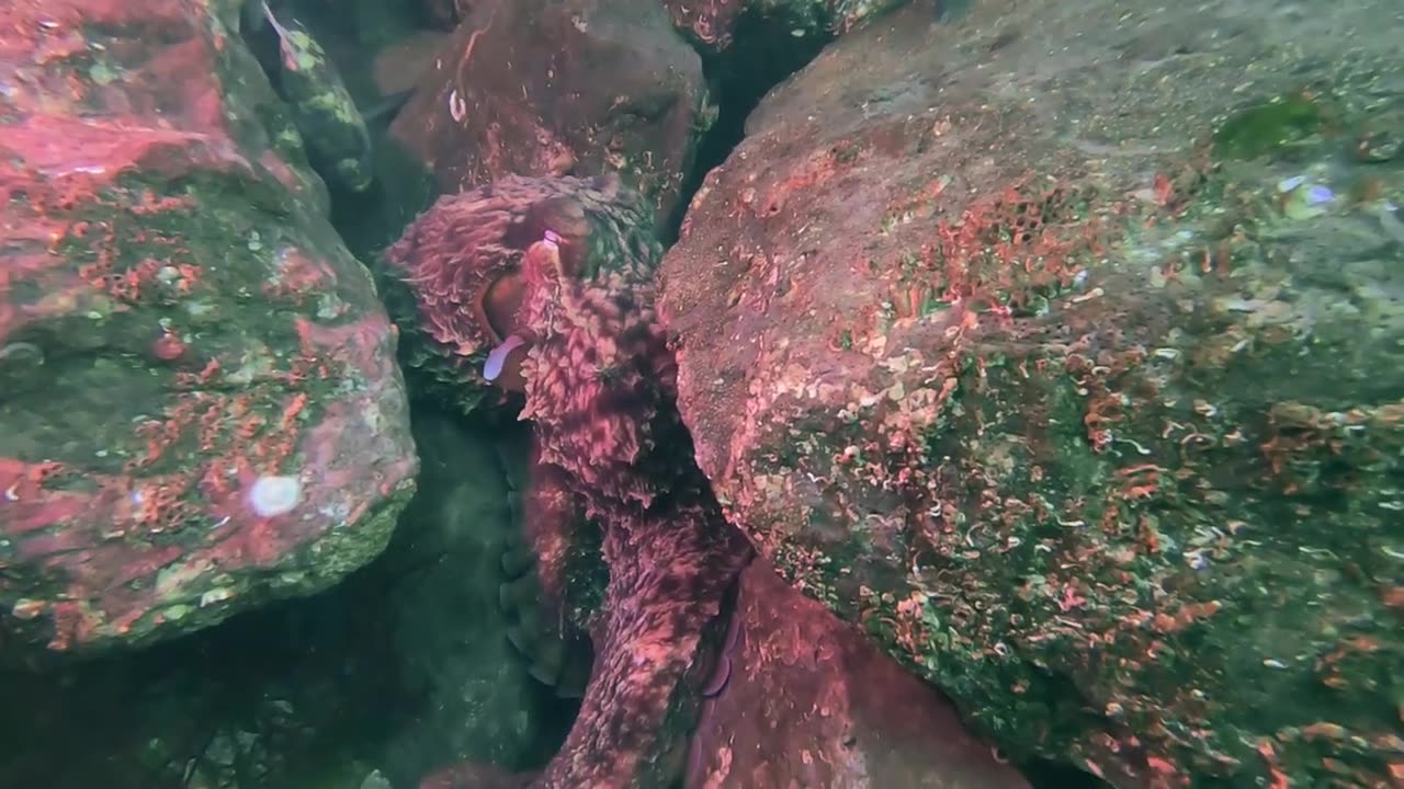 Hanging with a Giant Pacific Octopus