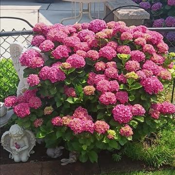 Hydrangea backyard