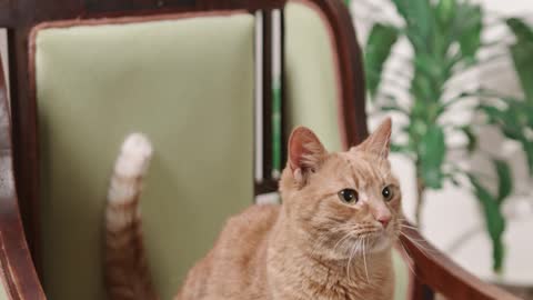 /a-cat-on-top-of-a-chair