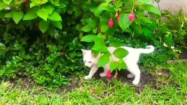 Cute Animals Video Very Sweet Cats And Dogs Funny Vid