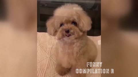 🐱 Funny Animals And Cute Pets Compilation 2021 🐶