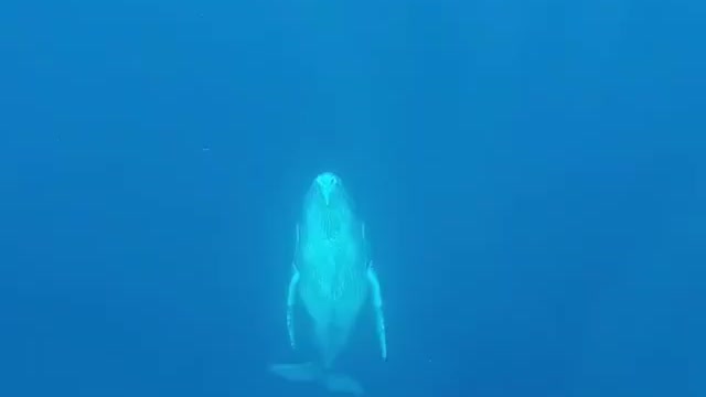 Beautiful sound of whale 🐋
