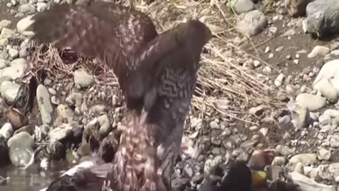 Eagle ate the dock grazing in the river