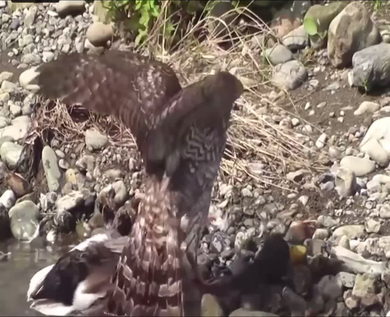 Eagle ate the dock grazing in the river