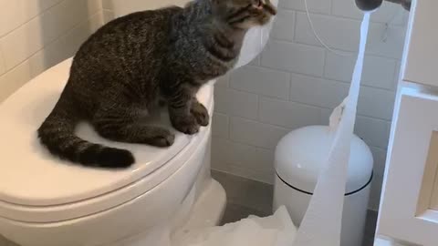 Troublesome Kitty Uses The Whole Roll