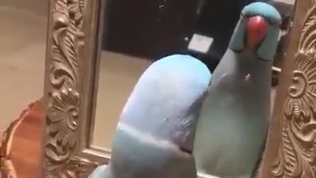 Funny parrot video