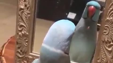 Funny parrot video