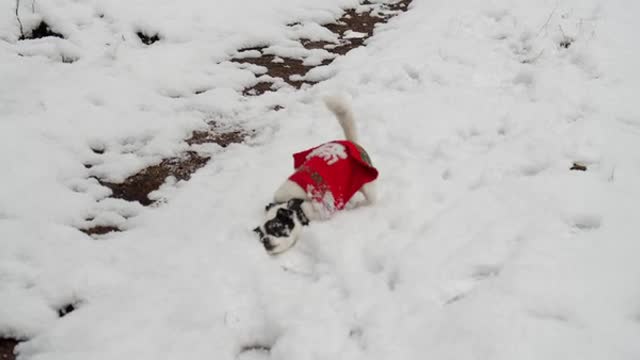 Dog Playing in the Snow