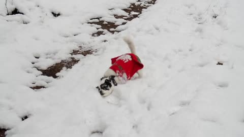 Dog Playing in the Snow