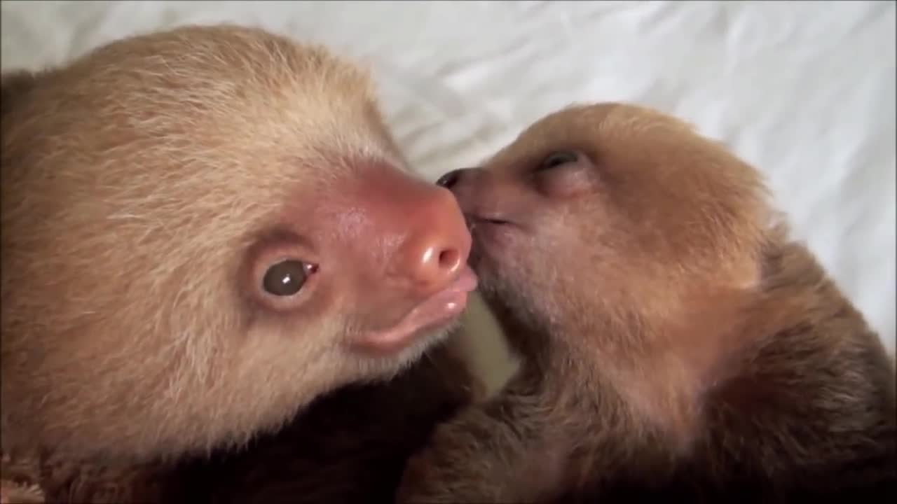 sloth kiss