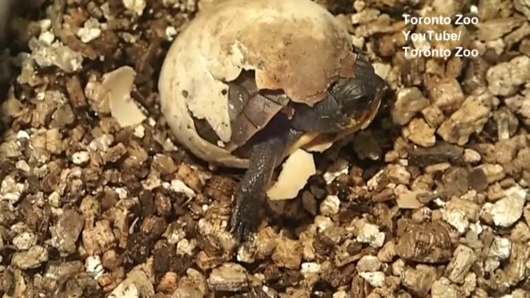 Threatened Blanding's turtle hatches at Toronto Zoo