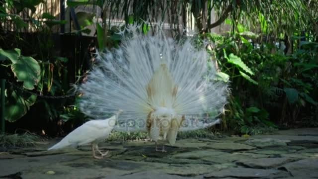 White peacock with music.