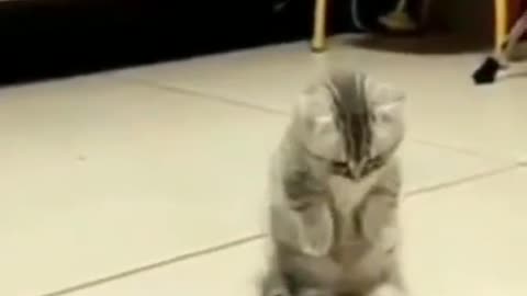 Cute little Kitten does not want her toy to stop!😂😁