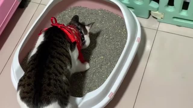 Guess what the black cat is doing