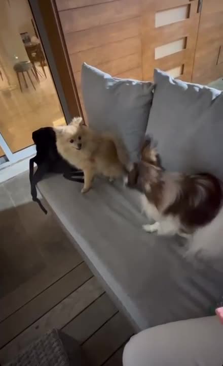 howing his dancing skills to impress the lady Pom