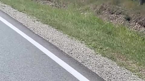 Mama Black Bear Escorts Cubs Across Road