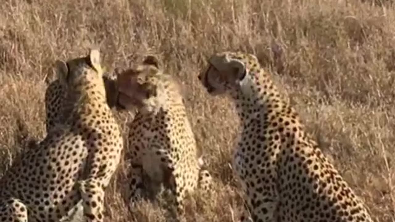 Cheetah in forest