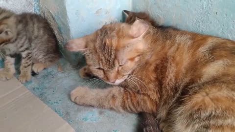 Mother Cat Scaring Rescue Kitten Even Her Own Kitten Got Scared Mother || Adopted Him In 2 Days ||