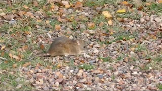 Cute Rodent Beautiful Short Video 2021 #Shorts