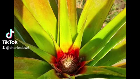 How to grow pineapple in concrete pipes