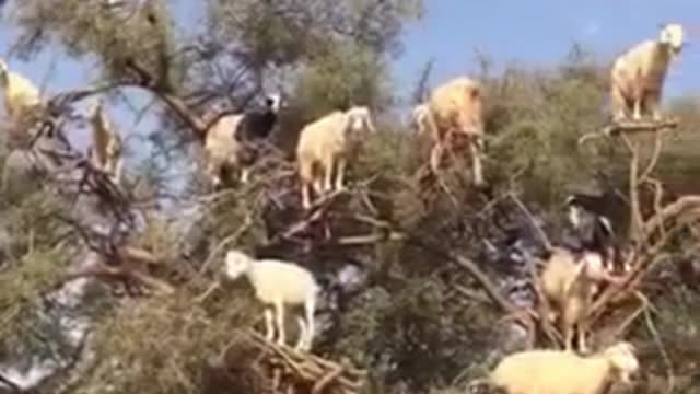 I'm curious how these sheep got to the tree