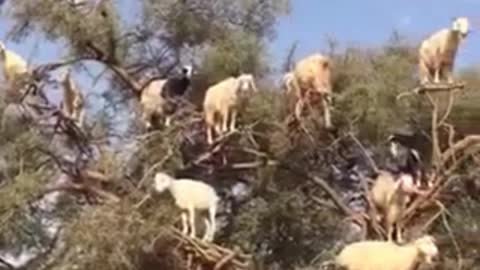 I'm curious how these sheep got to the tree
