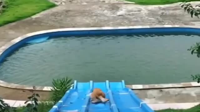 Funniest Dog playing in swimming pool.😂