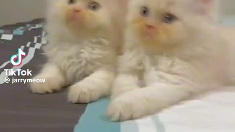 Funny Cat videos