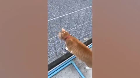 Funny cat 😺 video 📷