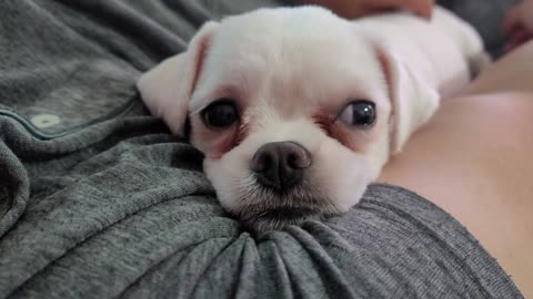 A cute puppy is in his father's arms