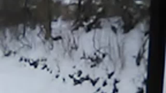 Cats chasing in the snow