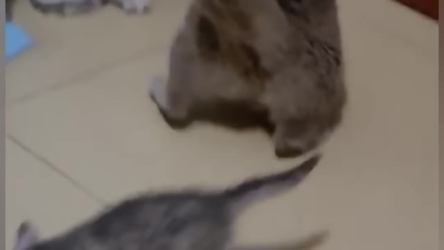 cats fighting for baby kittens is very funny