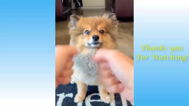 Cute and Funny Pet animal compilation - #16