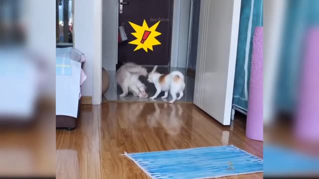 cats running and crashed by dog