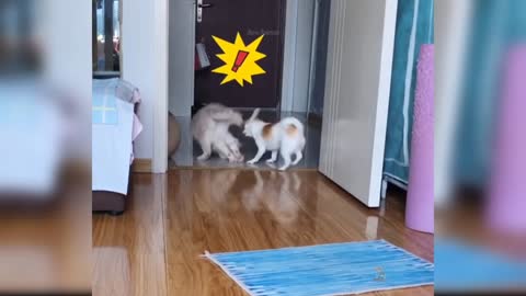 cats running and crashed by dog