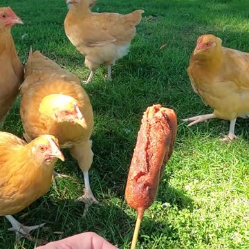 CHICKENS VS CORNDOG - A misshapen one that didn't turn out.
