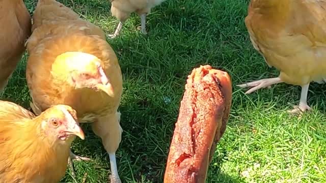 CHICKENS VS CORNDOG - A misshapen one that didn't turn out.