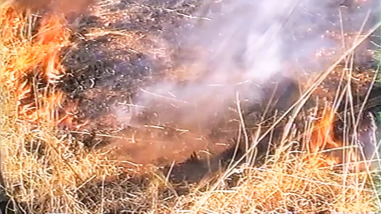 Boy and dog fight back against INFERNO