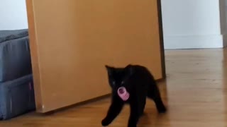 Kitten Takes Toys to Secret Spot